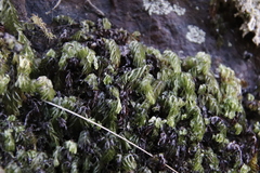 Hymenophyllum capense