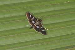 Desmia clarkei