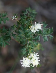 Grevillea pulchella