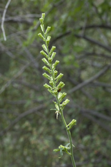 Delphinium biternatum