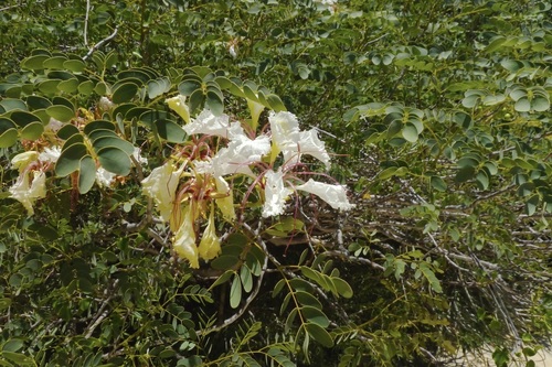 Delonix pumila