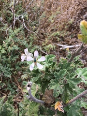 Malacothamnus clementinus