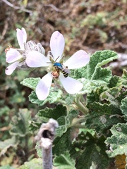 Malacothamnus clementinus