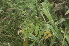 Delphinium biternatum