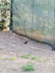 Turdus merula