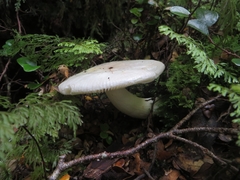 Russula purpureotincta