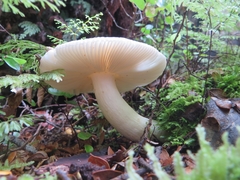 Russula purpureotincta