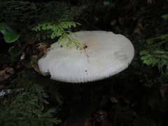 Russula purpureotincta