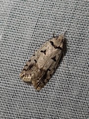 Scatochresis episema