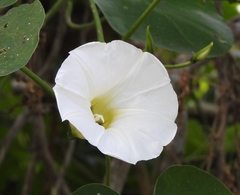 Ipomoea corymbosa