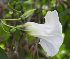 Ipomoea corymbosa