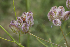 Prangos pabularia