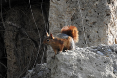 Sciurus anomalus