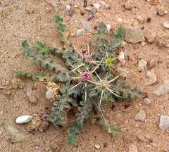 Centaurea pallescens