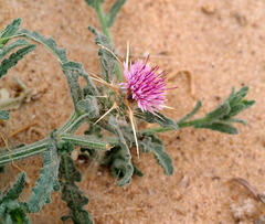 Centaurea pallescens