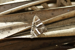 Grammodes