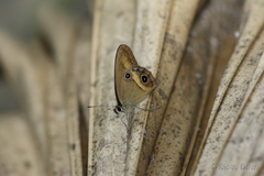 Hypocysta irius