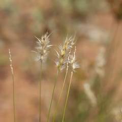 Paraneurachne muelleri