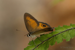 Hypocysta irius