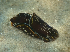 Philinopsis speciosa