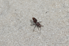 Ephutomorpha ferruginata