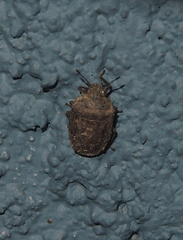 Storthecoris nigriceps