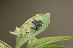 Poneridia semipullata