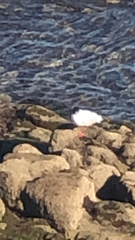 Ichthyaetus melanocephalus