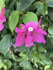 Bougainvillea