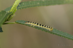 Xanthodes transversa