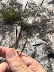 Schoenus calostachyus