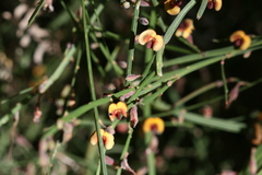 Daviesia gracilis