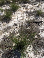 Schoenus calostachyus