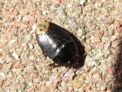 Geotomus convexus