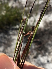 Schoenus calostachyus