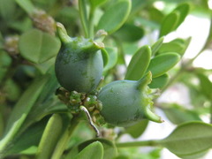 Buxus koreana