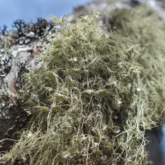 Usnea florida