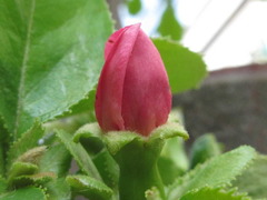 Pseudocydonia sinensis