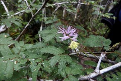 Dichrostachys dumetaria