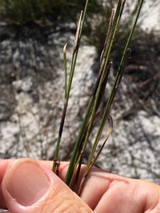 Schoenus calostachyus