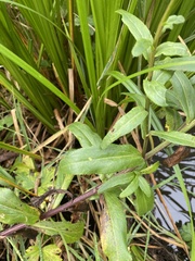 Leucanthemum × superbum