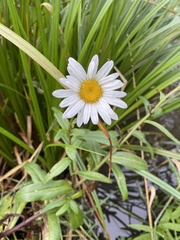 Leucanthemum × superbum