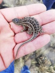 Sceloporus bicanthalis