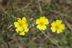 Potentilla pedata