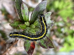 Taicallimorpha albipuncta