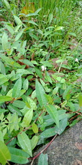 Persicaria hastatosagittata