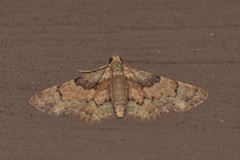 Gymnoscelis derogata