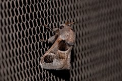 Pygmaeomorpha ocularis