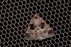 Pygmaeomorpha ocularis