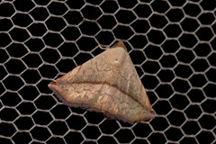 Eublemma perversicolor